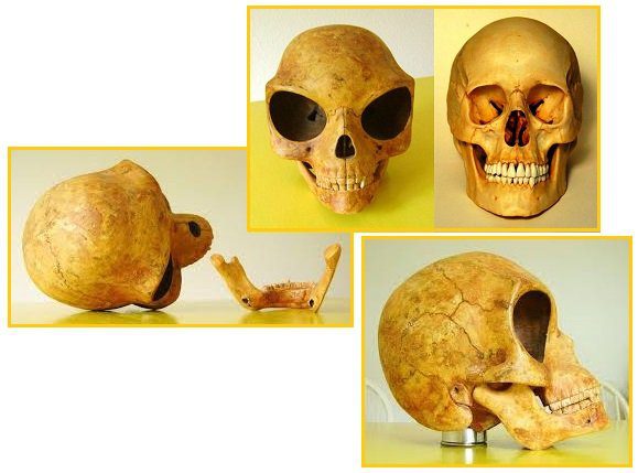 Силендский череп
