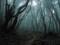 Аокигахара — последнее пристанище самоубийц
