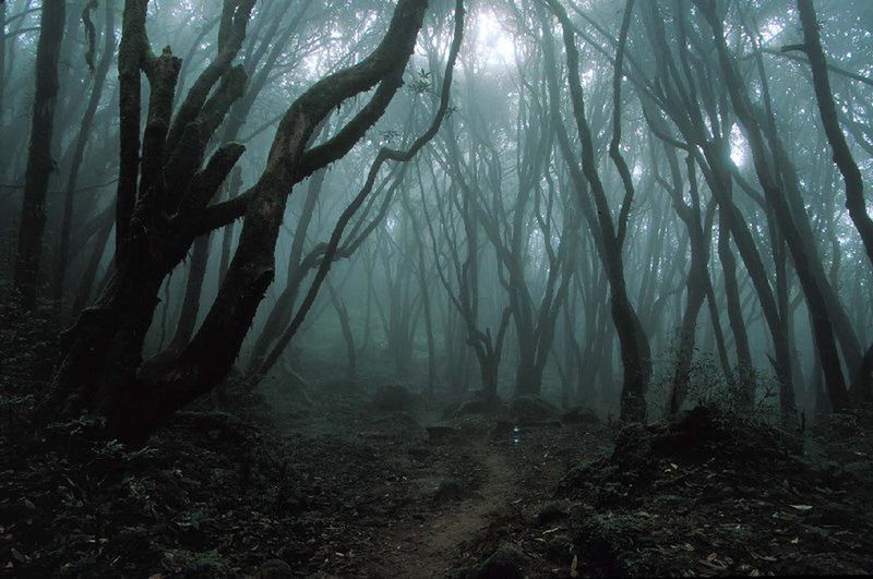 Аокигахара - лес самоубийц