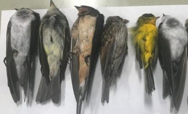 Массовая гибель птиц