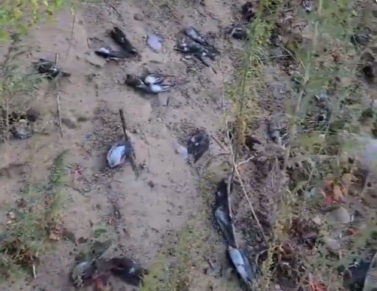 Массобая гибель птиц в Нью-Мексико