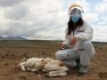Массовые убийства скота в Чили: снова чупакабра?