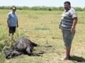 В Аргентине вновь находят изувеченные трупы домашнего скота