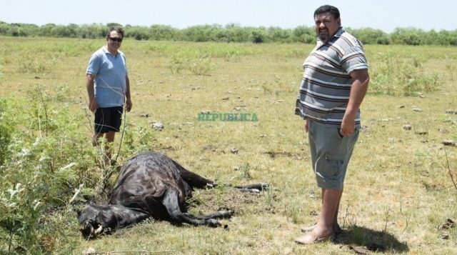 В Аргентине вновь находят трупы домашнего скота с вырезанными органами