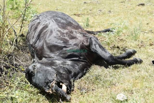 Мёртвая корова: случаи увечий домашнего скота в Аргентине