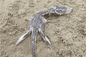 Детёныш Лох-Несского чудовища на пляже Великобритании