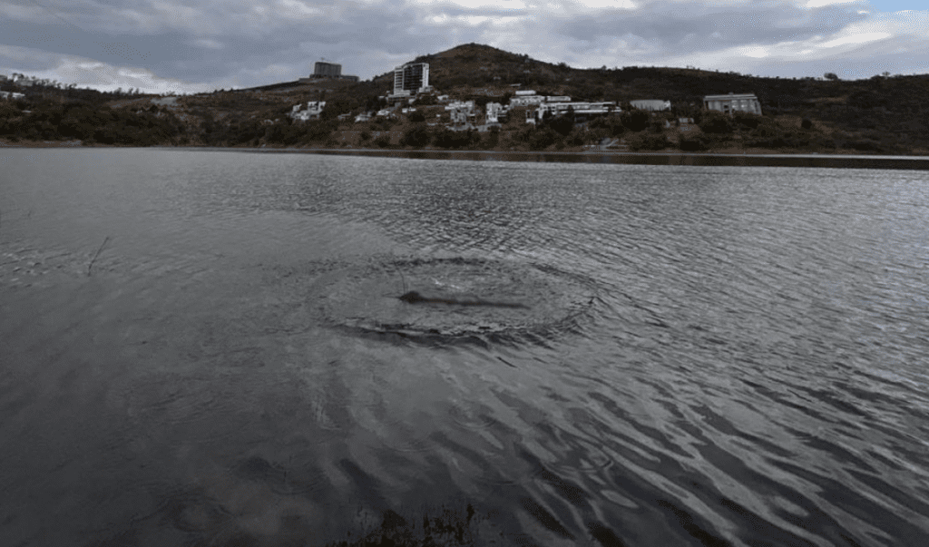 Озёрный монстр в мексиканском водоёме
