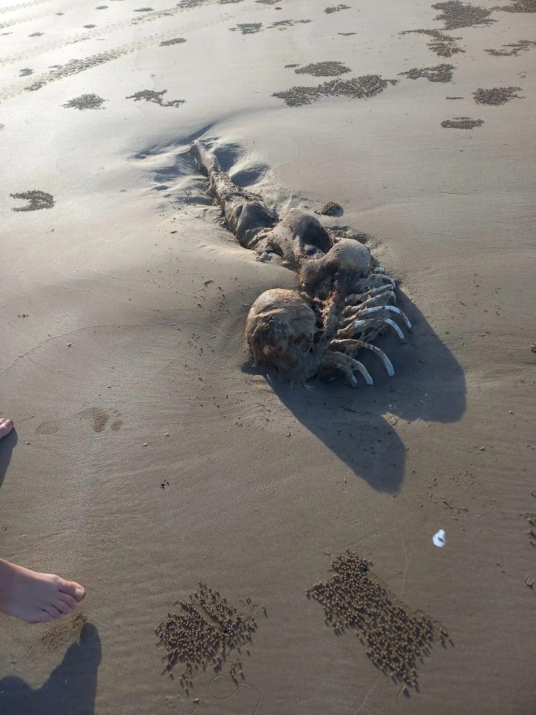 Странное существо на пляже в Австралии
