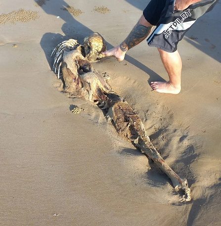 Загадочное существо на пляже в Австралии