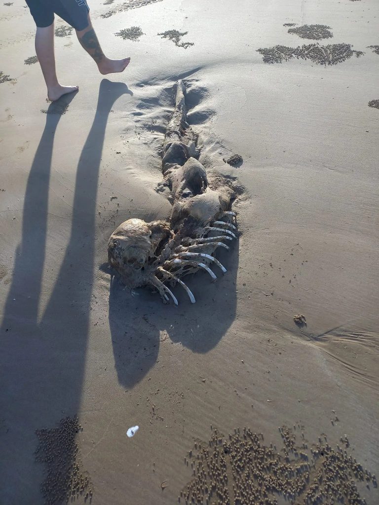 Странное существо на пляже