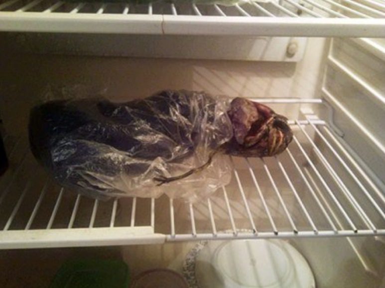 Инопланетянин в холодильнике Марфы Егоровны из Петрозаводска