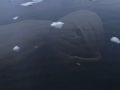 На снимках Google Earth вблизи Антарктиды обнаружено морское чудовище
