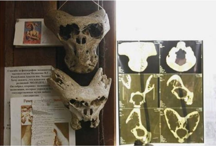 Загадочные черепа в музее Беловодье