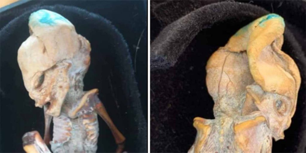 Мумия предполагаемого инопланетянина из Колумбии